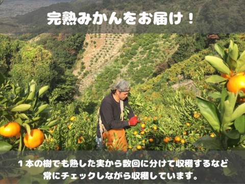 弾ける果汁！ 濃厚！ 有田みかん 3kg 和歌山産