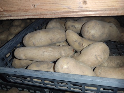 🥔農薬・化学肥料不使用「メイクイーン」3kg　Sサイズ🥔