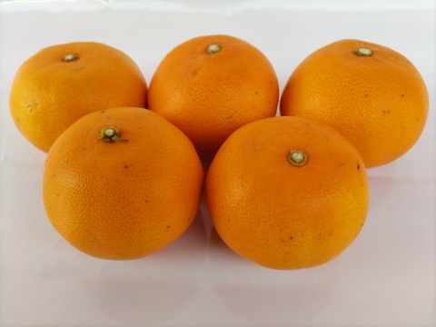 「柑橘食べ比べ」せとか&不知火約5キロ