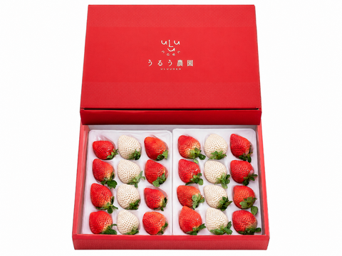 【予約販売 2026年11月下旬～順次発送】 紅白特選あまおう 800g ギフト お歳暮
