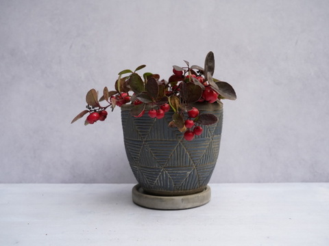 ミニ盆栽【チェッカーベリー × 青白縞陶器】高さ約18cm×横約16cm【朝市限定】