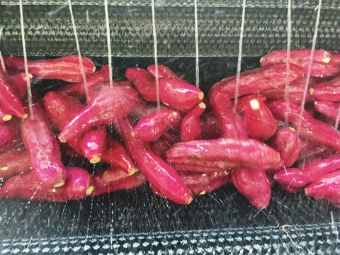 ほくほく食感と上品な甘さ！なると金時冷凍焼き芋(中サイズ)1.5kg