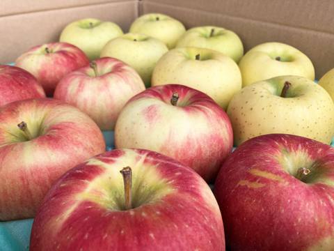 【冬ギフト】今が旬のりんご2種類食べ比べセット5kg 贈答用にもおすすめのキズなし良品りんご🍎🍏ネオニコフリー・化学肥料不使用・低農薬で特別栽培認証取得✨ギフト🎁おもてなしにもおすすめです😊