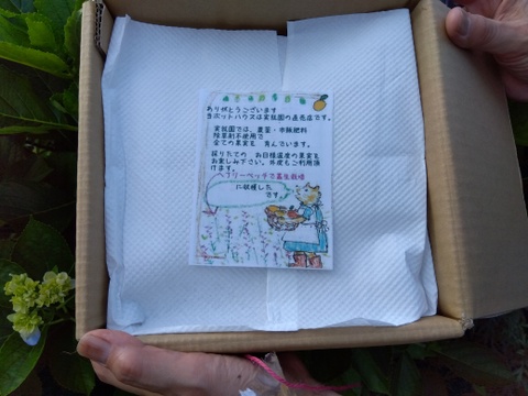 【福袋2025】【贈答用】【特秀品】【秀品】【夏ギフト】”朝積みブルーベリー1kgと煮え立てブルーベリージャム1瓶”　農薬・肥料・除草剤不使用