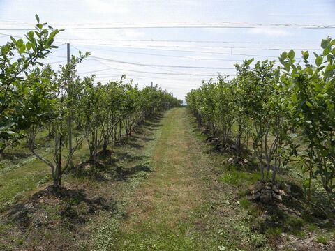 北海道の完熟冷凍ブルーベリー１㌔フリーザパックチャック付き