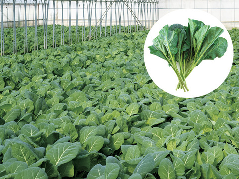 【TV紹介で大好評】【ミシュラン星獲得レストランで採用】おいしさで、ケールに革命を。ソフトケール1kg 静岡県磐田市産