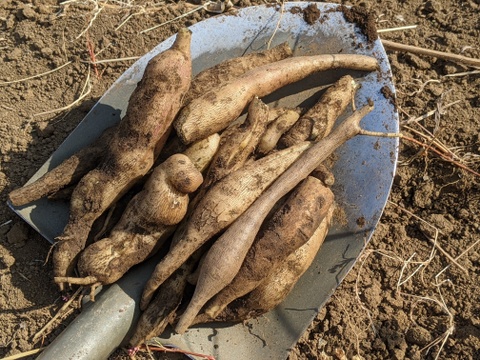 【栽培期間中　農薬不使用】見た目と違うシャキシャキ食感のヤーコン(1kg)