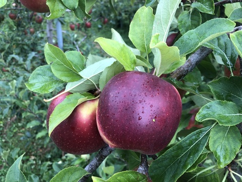 恋空(こいぞら)　贈答用約5キロ　真夏の本格派りんご！　お盆頃に収穫・発送　2025年産最初のりんごを是非！