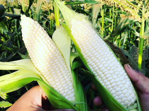 【旬の3種セット】人気とうもろこしをまとめてお届け｜各4本（合計12本）