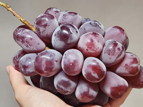 岡山県産朝採り甘くて果汁たっぷり！！
次世代品種【富士の輝】家庭用約1㎏以上（2房〜3房）
【予約販売】2026年8月上旬位から販売予定！！
天候により月日が前後する場合が御座います。