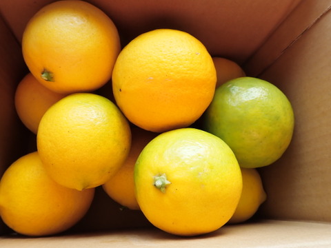 もぎたて　マイヤーレモン　 約1.5㎏