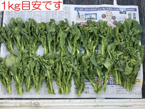 生産量日本一！南房総の『菜花（なばな）』250g×4袋（1kg）