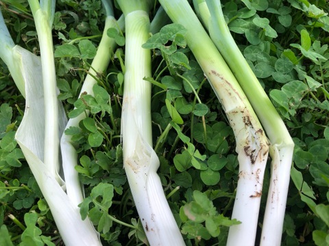 【強風被害50％OFF】【農薬・化学肥料不使用栽培】青森県産　たおれネギ　2ｋｇ（太さ不揃い約20本）