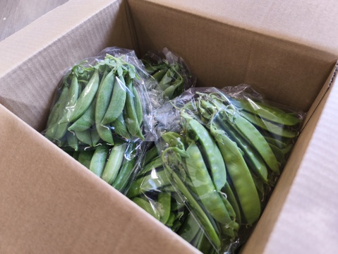 採りたて直送！！絹さや＆スナップエンドウ500g