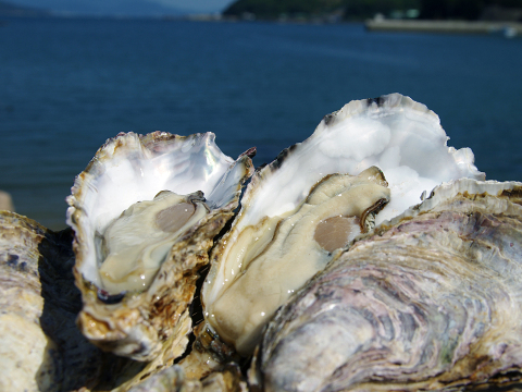 鮮度抜群！！倉橋産殻付き牡蠣  ３０個入り