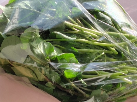 【農薬不使用】極上サラダクレソン（200g）最強スーパーフード / 茎までやわらか