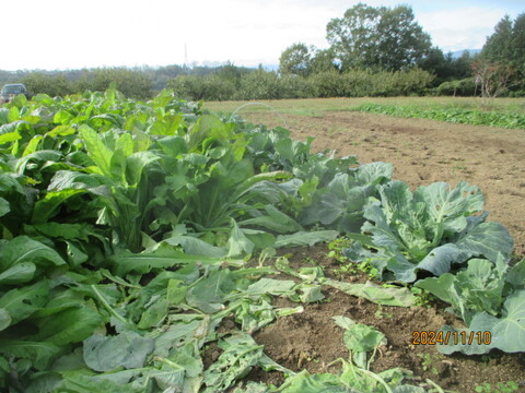 南信州 伝統野菜 【 現助株菜 】５００ｇ