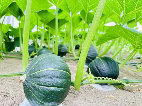 カボチャおためし！1.5ｋｇ