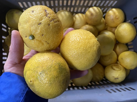 【木取り】タロッコ・はるかセット（５ｋｇ）とっても甘い紅と黄色のセット。