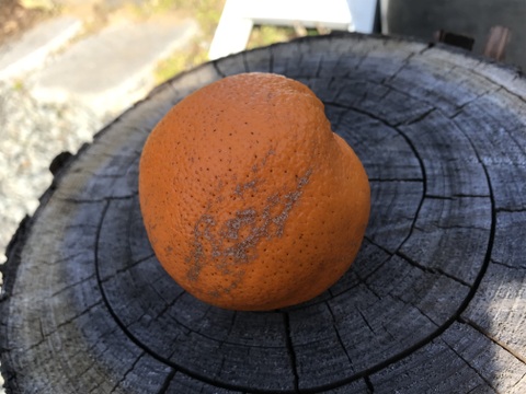 はるみ｜春を先取りする優しい甘さのご褒美みかん｜ご家庭用5kg