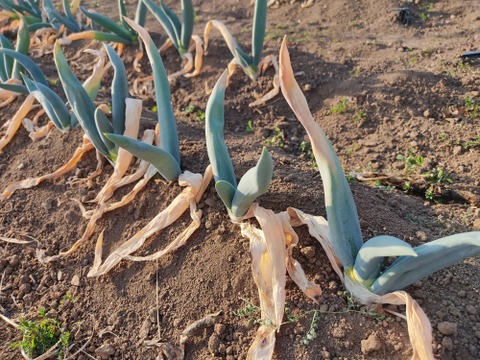 ✨農薬・化成肥料不使用の下仁田ネギ1.5kg（サイズ混合）✨