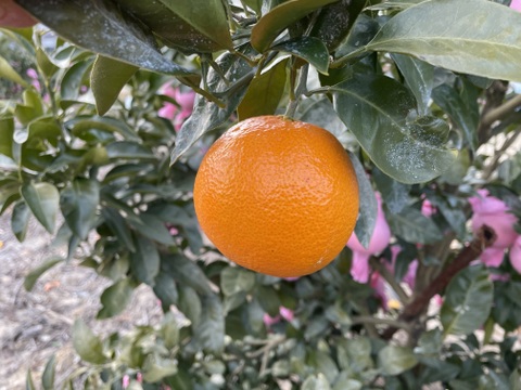 ぷるぷるのプリンセス４８。(愛媛果試第４８号)