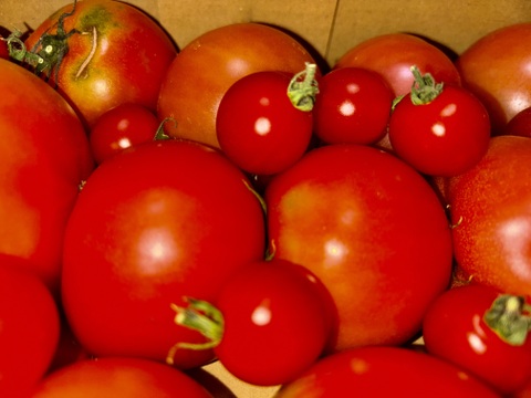 予約1月下旬から予約順で発送【特別栽培農産物の取得】＼訳あり／受賞歴３回！ソムリエトマト2kg前後（8玉～16玉) ②のオマケ❗️ソムリエミニトマト　ダイヤ【食べ比べ】