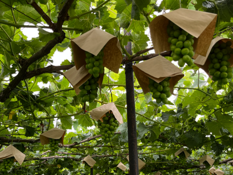 シャインマスカット 2房　(1房 600g以上)