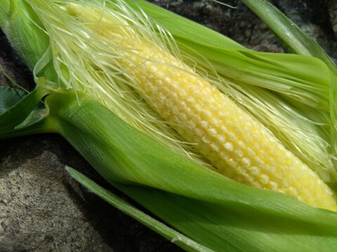 🌽最高糖度20度超🌽滅多に手に入らない『糖化熟成ヤングコーン』ギリギリまで糖化させた濃厚半熟ヤングコーン🌽寛永鶴見ブランド大容量パッケージ約2㎏