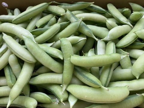 【春！今が旬！】ちょっとお試しで！ほくほく食感とやさしい甘味のウスイエンドウ（1.0kg/ＬMサイズ混み）