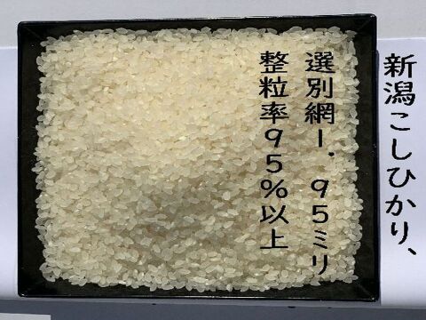 新潟県産　従来種コシヒカリ　店頭で入手するのは難しい希少米です。　令和7年産　白米5kg×２個★農家直送★色彩選別済（栽培が難しく、手間がかかるお米）