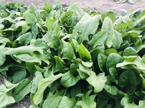 無農薬ほうれん草 1kg