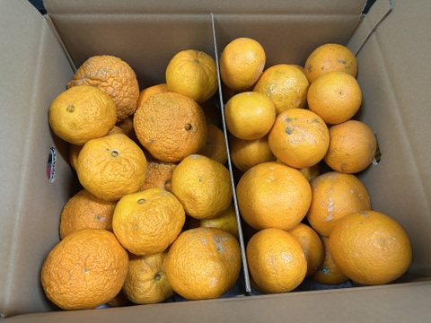 おうち用　不知火＆清見　箱込5kg