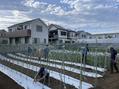 小さな実に、夏のひかりを詰めこんで【ミニトマト2kg】