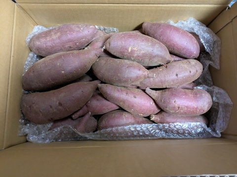 しっとり甘い！熟成シルクスイート（Mサイズ　5㎏）