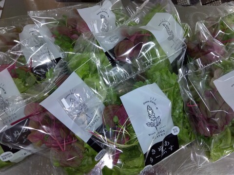 【「ツボクサ（CICAリーフ）」+「きぬありーぶす」ミックスセット】
アーユルヴェーダハーブ！「ツボクサ（CICAリーフ）」20ｇ×3袋
スーパーリーフミックス！『きぬありーぶす』 50ｇ×6袋