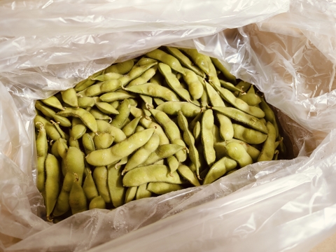 朝採りブランド枝豆、未選別訳あり品！2kg!