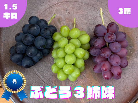秀】ぶどう3姉妹 ナガノパープル＆シャインマスカット＆クイーン