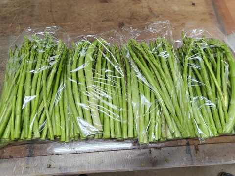 【朝採】 アスパラガス 規格外品 ２kg 【収穫当日発送】