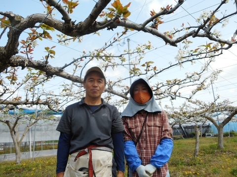厳選ラクビーボールのような形の【王秋梨】7～10玉入り大箱