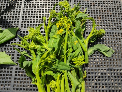 ✨今だけの春の味！高菜の花芽約300g＆絹さやエンドウ約80gセット｜旬のほろ苦さと甘み｜農薬・化成肥料不使用✨