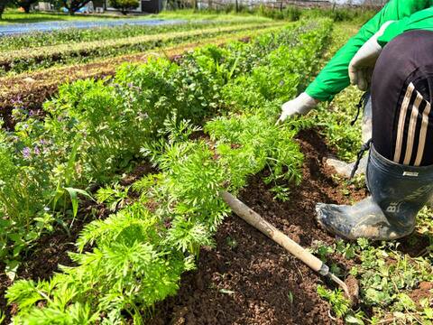 土付き　カラフル人参１㎏　農薬・化学肥料不使用栽培