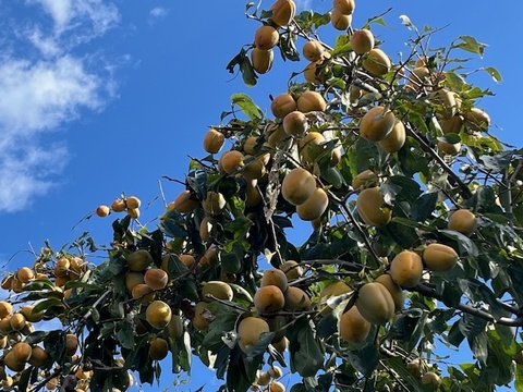 【干し柿用枝付き西条柿】農薬・肥料不使用、自然栽培の渋柿。自然な甘さの西条柿。干し柿に。完熟でそのまま食べても美味。大小不揃い。約１．７キロ（枝付き・干し柿専用紐付き）