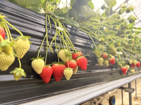 てぃあらふぁーむが届ける「いちごさん」4パック(ご家庭用・約1kg)