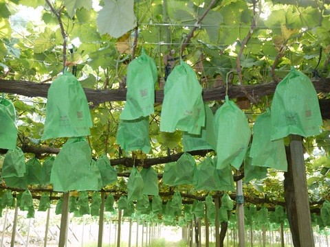 【数量限定】大地の恵み大粒ブレッシングシャインマスカット２房