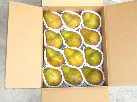 ラ・フランスの次は山形生まれの期待の大玉西洋梨（シルバー・ベル）５㌔