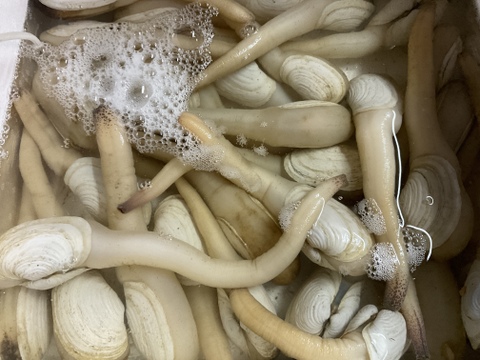 【貝の女王】ナミガイ/白ミル貝/大～中サイズバラ/１kg/【今だけ活で送ります】