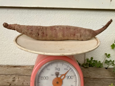 自然栽培〈サイズ混合5㎏・細いサイズ5㎏〉大分県産さつまいも 10㎏セット