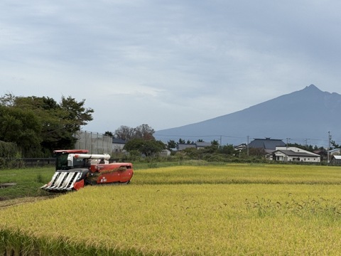 青森県産米　はれわたり5㎏　玄米or白米　令和７年産