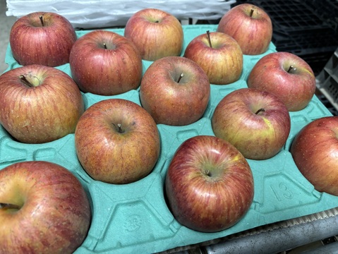 採れたてりんご【家庭用10kg】信州産完熟ふじ🍎